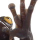 The new species of frog features an unusual claw, or spike, at the base of its thumb.